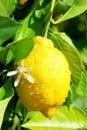 Yellow lemon and flower. Royalty Free Stock Photo