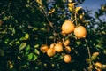 Yellow Lemon fruit on the tree