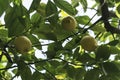 Yellow lemon on green tree branch close up Royalty Free Stock Photo