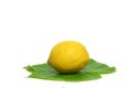 Yellow Lemon and green vine Royalty Free Stock Photo