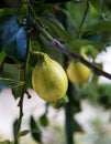 Yellow lemon growing on tree