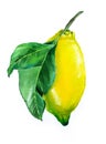 Yellow lemon with leaves. Fruit illustration. Bright print for fabric or wallpaper. Vibrant juicy ripe citrus