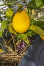 Yellow lemon with raindrops growing on lemon-tree in flowerpot. Lemon flowers on the lemon tree