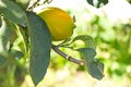 Yellow lemon on the tree