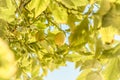 Yellow lemon tree bunch with green leafs and freshness citrus fruit.