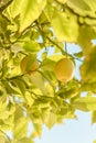 Yellow lemon tree bunch with green leafs and freshness citrus fruit. Royalty Free Stock Photo