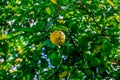 yellow lemon on a tree Royalty Free Stock Photo