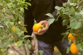 The Yellow Lemon Tree. Royalty Free Stock Photo