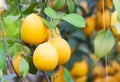 The Yellow Lemon Tree. Royalty Free Stock Photo