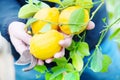 The Yellow Lemon Tree. Royalty Free Stock Photo