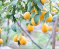 The Yellow Lemon Tree. Royalty Free Stock Photo