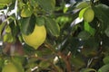 Yellow lemon tree. Royalty Free Stock Photo