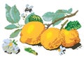 Yellow lemon vector pixel art illustration isalated on white background