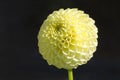 Yellow Lemon Zing Dahlia Flower Head Royalty Free Stock Photo