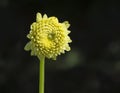 Yellow Lemon Zing Dahlias Royalty Free Stock Photo