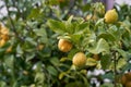 Yellow lemons growing on the lemon tree with green leaves. Natural light.