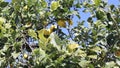 Yellow lemons hanging on tree. Ripe lemon hanging on tree branch in sunshine. Healthy lemon trees.