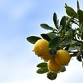 Yellow lemons with raindrops with blue sky in the background