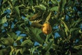 Yellow lemons in a small farm Royalty Free Stock Photo