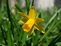 Yellow lent lily in meadow Royalty Free Stock Photo