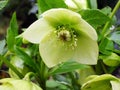 Yellow lenten rose Royalty Free Stock Photo