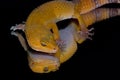 Yellow Leopard Gecko Reflections Royalty Free Stock Photo