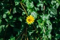 Yellow Leopard`s Bane Flower with green leaf in the background Royalty Free Stock Photo