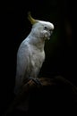 Yellow lesser sulphur-crested cockatoo Royalty Free Stock Photo