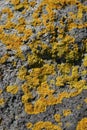 Yellow Lichen Royalty Free Stock Photo