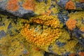 Yellow lichen