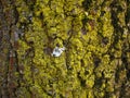 Yellow lichen on ash tree bark closeup Royalty Free Stock Photo