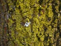 Yellow lichen on ash tree bark closeup Royalty Free Stock Photo