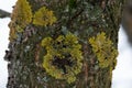 Yellow lichen on the bark of a tree. Tree trunk affected by lichen. Moss on a tree branch. Textured wood surface with lichens Royalty Free Stock Photo