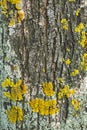 Yellow lichen on the bark of a tree. Tree trunk affected by lichen. Moss on a tree branch. Textured wood surface with lichens Royalty Free Stock Photo