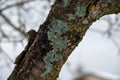 Yellow lichen on the bark of a tree. Tree trunk affected by lichen. Moss on a tree branch. Textured wood surface with lichens Royalty Free Stock Photo