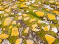 Yellow lichen on big stones embedded in grass