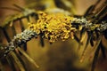 Yellow lichen on branch of conifer.