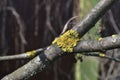 Yellow lichen on a tree branch Royalty Free Stock Photo