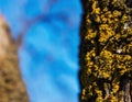 Yellow lichen closeup Royalty Free Stock Photo