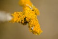 Yellow lichen closeup Royalty Free Stock Photo