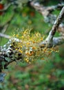 Yellow lichen on dry branch. Golden Shield Lichen, Xanthoria parietina Royalty Free Stock Photo