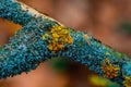 Yellow lichen on dry tree branch in autumn forest Royalty Free Stock Photo