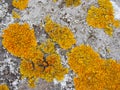 Yellow lichen growing on old stone wall Royalty Free Stock Photo