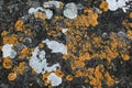 Yellow lichen Cructose lichen growing on stone in nature Royalty Free Stock Photo