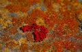 Yellow lichen painted red texture on the stone closeup. Royalty Free Stock Photo