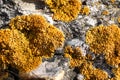 Yellow lichen parietina xanthoria Royalty Free Stock Photo