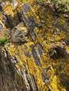 Yellow lichen on rocks in Collioure, France Royalty Free Stock Photo