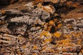 Yellow lichen on the rocks. Stone texture, pattern. Royalty Free Stock Photo