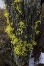 Yellow lichen on a rotting tree stump Royalty Free Stock Photo