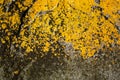 Yellow lichen on rough stone texture Royalty Free Stock Photo